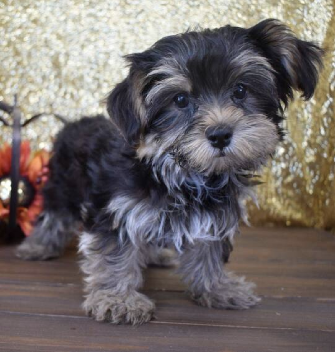 comprar cachorros sanos, baratos y asequibles para la venta